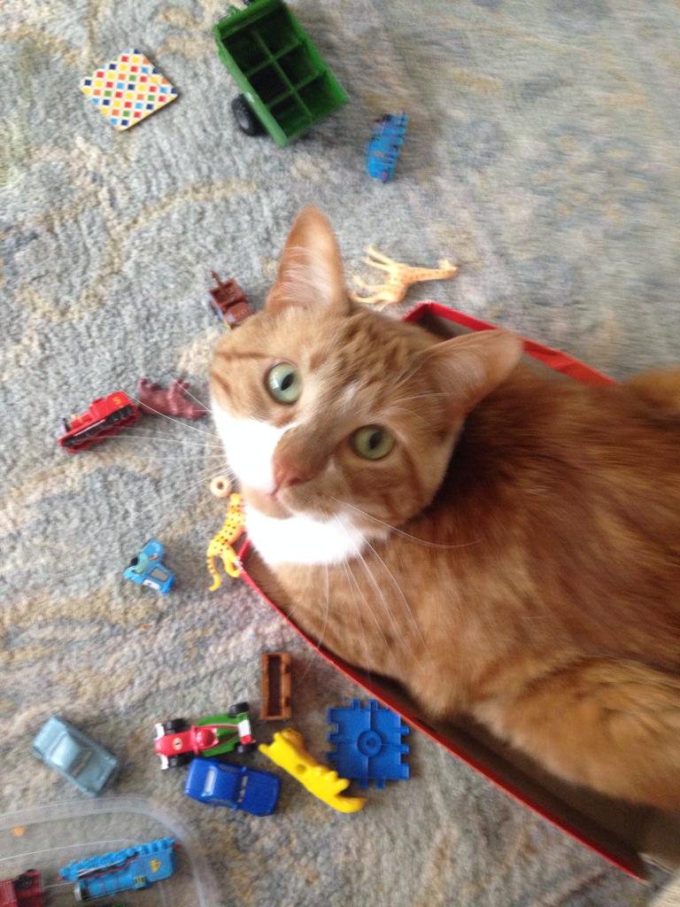 marenask's tweet photo. Playing with kid toys! #catboxsunday http://t.co/mqYXi2SyxR