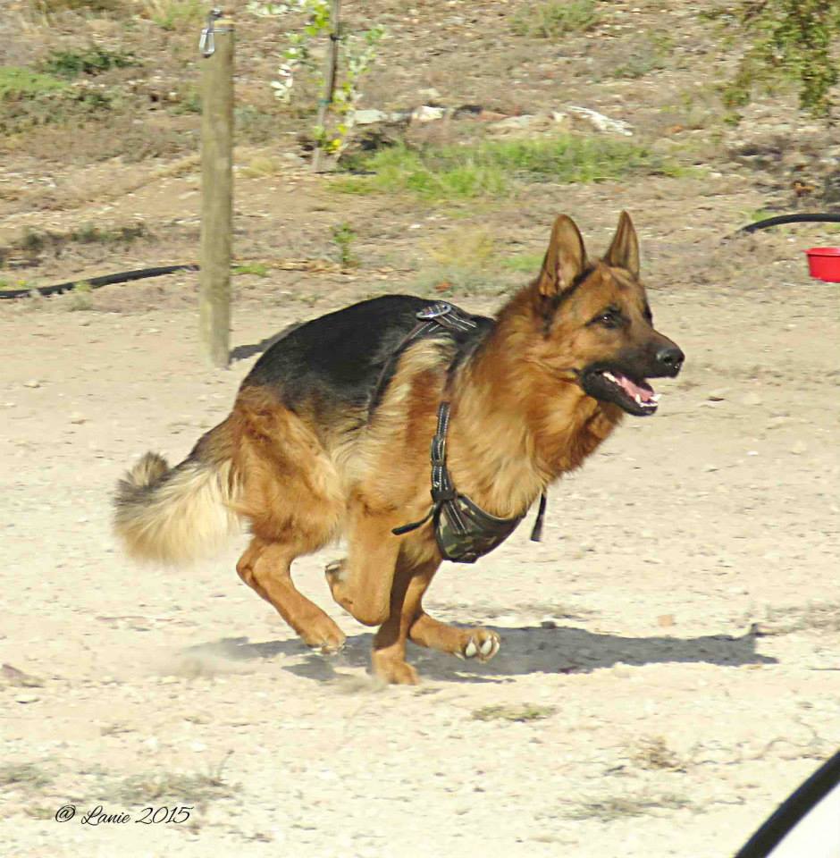 K9Ranger's tweet photo. GSD's in training at K9 Ranger Dog School http://t.co/TReK64pLoI