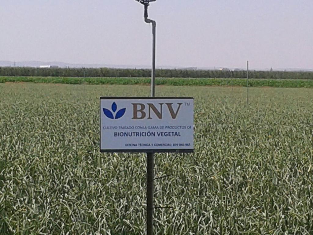 Plantación de #ajo morado en Lleida. Integra con productos <a href="/BnvProactif/">BioNutrición Vegetal</a> con #residuocero