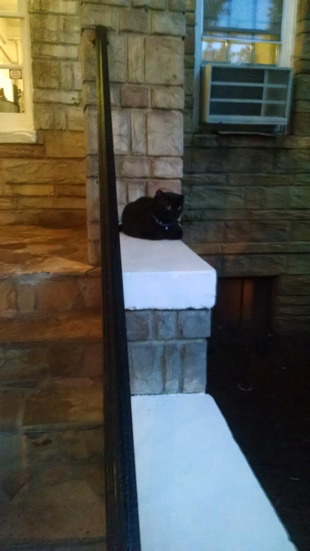 angstylibrarian's tweet photo. Goodbye @HighlandInn &amp; hotel cat! It's been real. #ccWonder http://t.co/elCuUSpykz