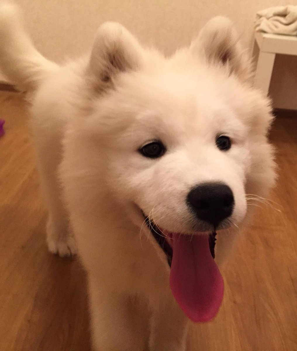 shapchenka86's tweet photo. Красавчик #самоед#щенок http://t.co/A5aCKHnipv