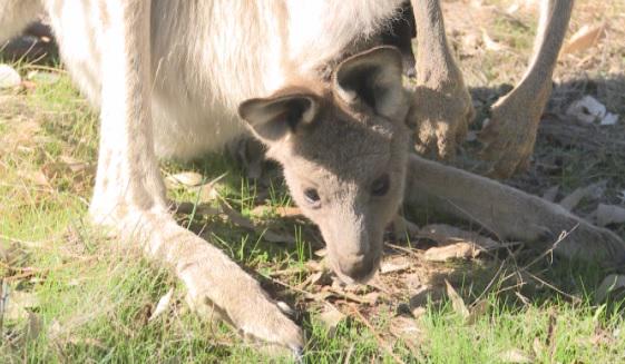 penelopeliersch's tweet image. Tonight on @WeeknightsGV with more animals being hit on our roads, locals urged to slow down.  Tune in at 6pm