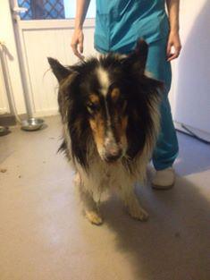 NLFAEU's tweet photo. Collin-out from a #publicshelter.Some said he`d been abandoned by his owner there. Collin was sick, now he`s better. http://t.co/foSZSmYLGd