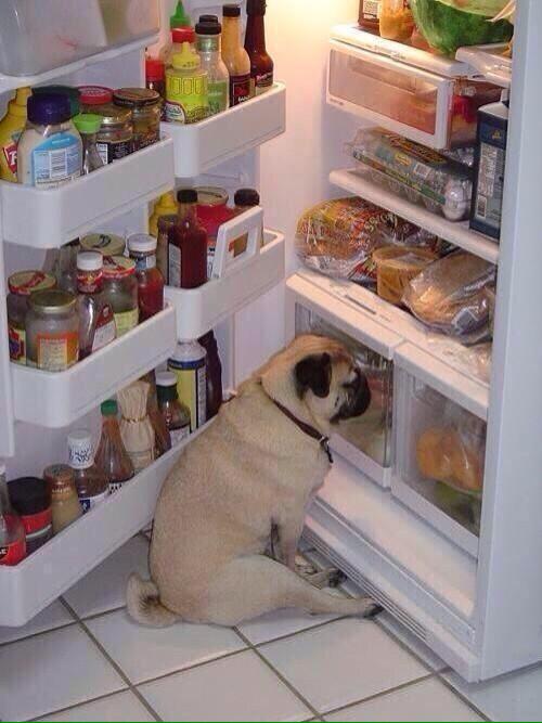 PuppyProperties's tweet photo. When you have a full fridge but there is nothing good to eat http://t.co/w5zjH58Izi