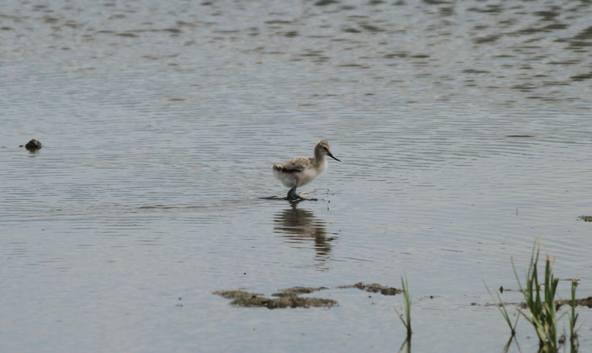 Redfoot60's tweet image. There is also nothing cuter than a very small Avocent - parents very attentive, no gull got close