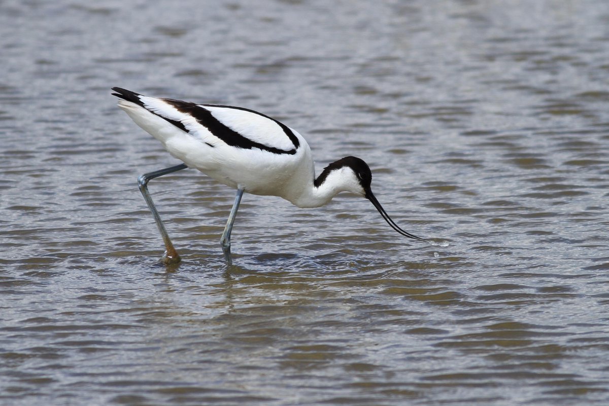 Redfoot60's tweet image. There is also nothing cuter than a very small Avocent - parents very attentive, no gull got close