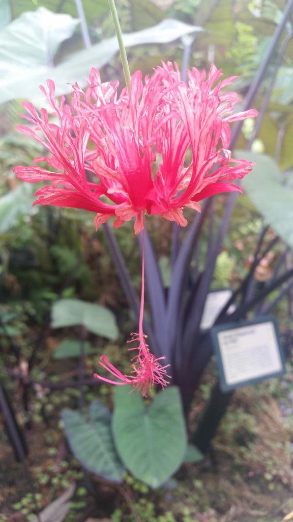 Kate_Grace1's tweet photo. Hibiscus schizopetalus growing beautifully at the Birmingham Botantic Gardenss. Love it 😍 http://t.co/LgVZ9k8NCg