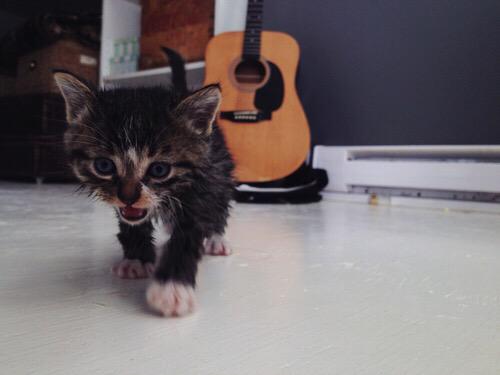 lukeparkerrp's tweet photo. 🐱 http://t.co/0uBSQwzFdP