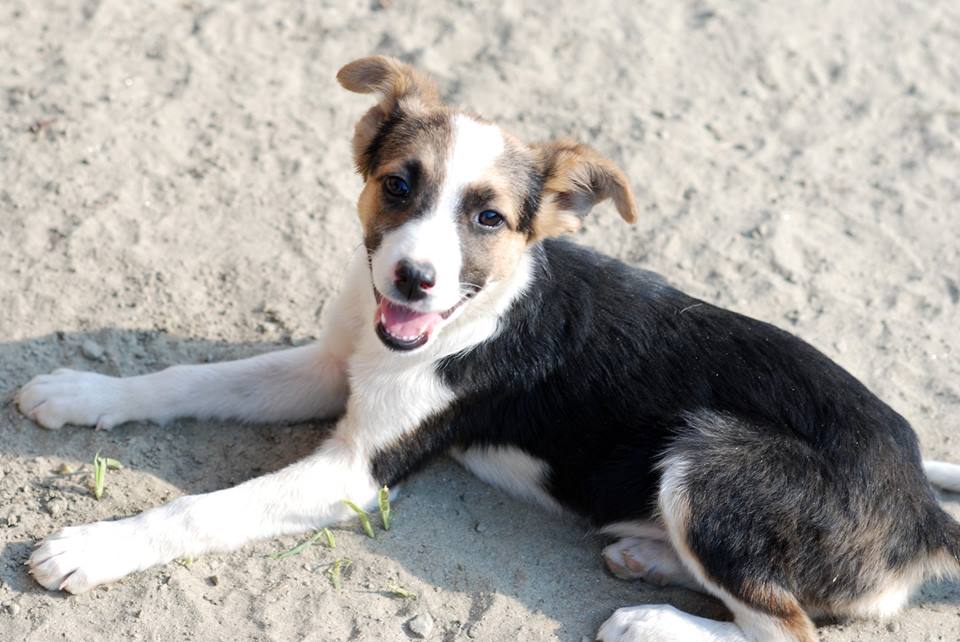 NLFAEU's tweet photo. Baby Tinna, again healthy! heart emoticon And happy to meet her siblings #adoption #puppy #dogs #dogsoftwitter http://t.co/nULZm5iuSt