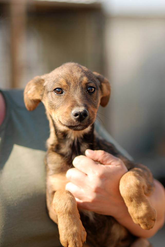 NLFAEU's tweet photo. Bruno is a sweet puppy, very playful and full of energy. Take him #home and offer him the #love he needs so much! http://t.co/qdlCxsJQy2