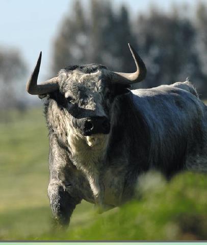 AFC_taurinos's tweet image. Vamos a ver si hay mas tauirinos que antis, rt si a los toros y fav en contra #SiaLosTorosEnTVE