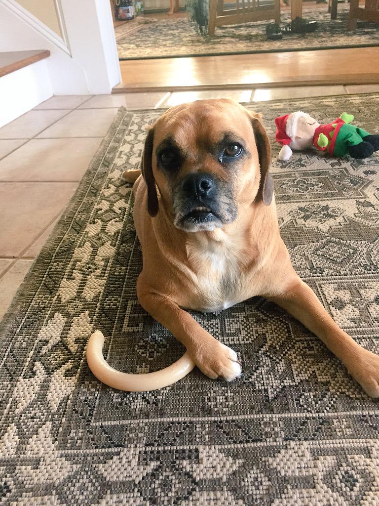 madison_gourley's tweet photo. When your puppy looks like a seal #puggle #lilcutie http://t.co/8YtOVUeHMD