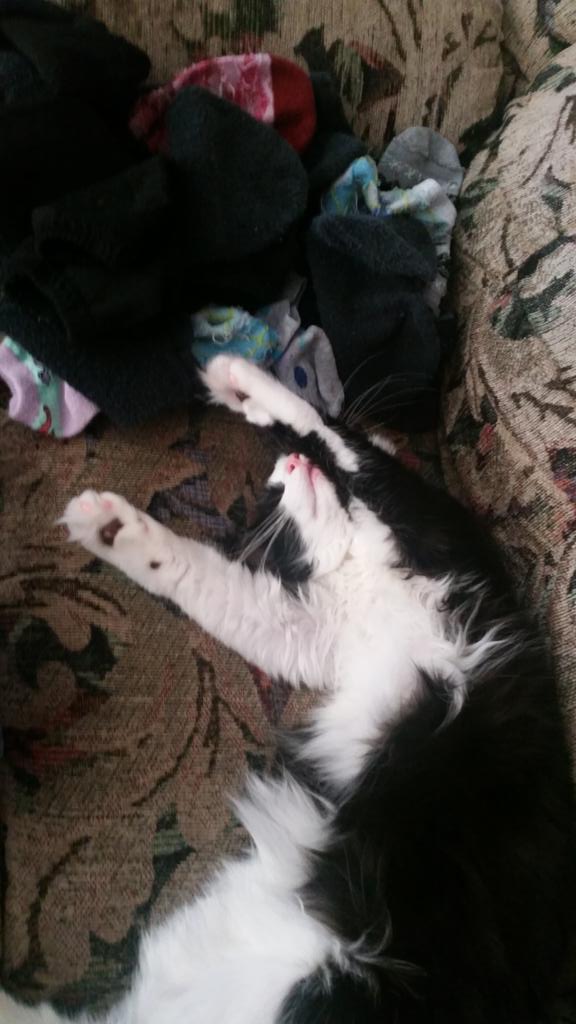 GPFearlessSyd's tweet photo. Luna loves to do laundry yoga #stretchcat http://t.co/LbcNa43YBM