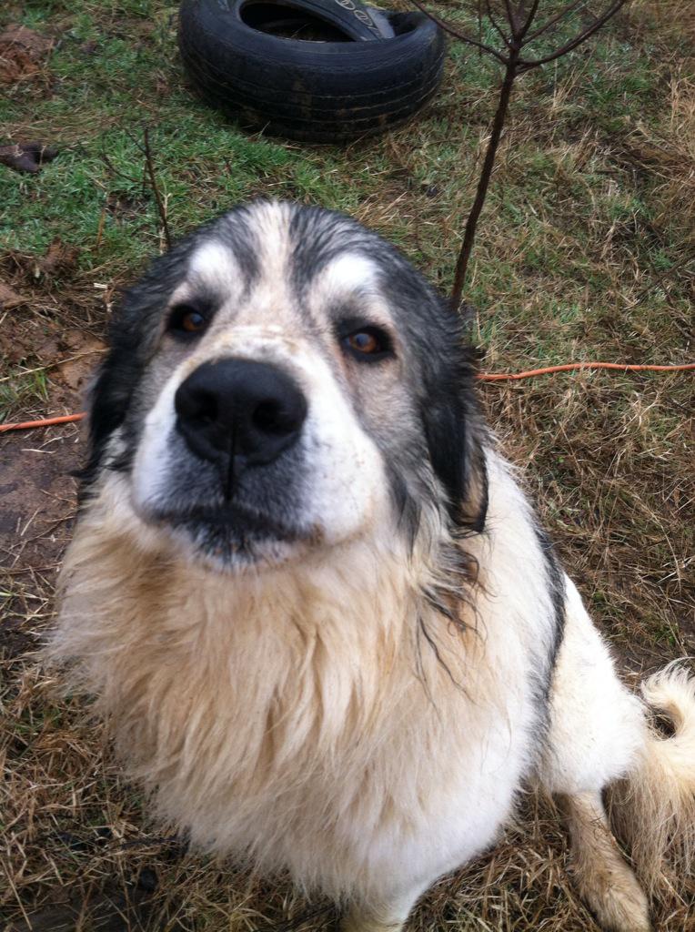 #dogs love ur pets and they will love u