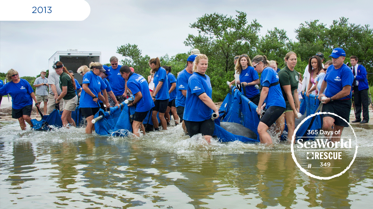 SeaWorldRescue's tweet photo. This four-manatee release took more than 20 people to carry all the animals! #365DaysOfRescue http://t.co/zA7G2dvfz0
