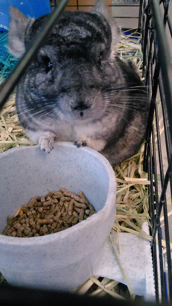 BunnyBunchFV's tweet photo. Roo is just so cute! Can't wait to see him again next week! #BunnyBunch #volunteer #sponsor #cute #chinchilla #ideaFM http://t.co/9LpSlCXYOG