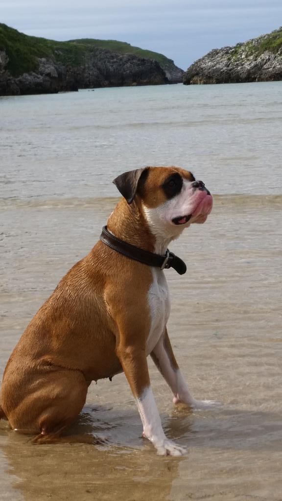 corcoxua's tweet photo. @MundoBoxer Queremos playa para perros en Asturias yaaaa http://t.co/xNwka5cSpn