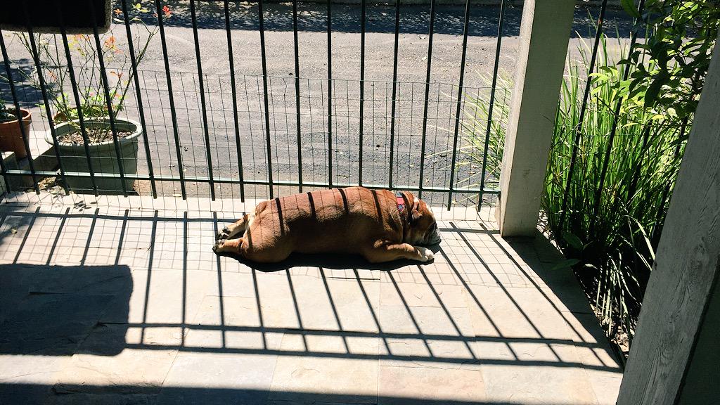 CampbellGenny's tweet photo. @BullyMagic #RestSunday catching some rays and some zzz's http://t.co/s0HL9nd4og