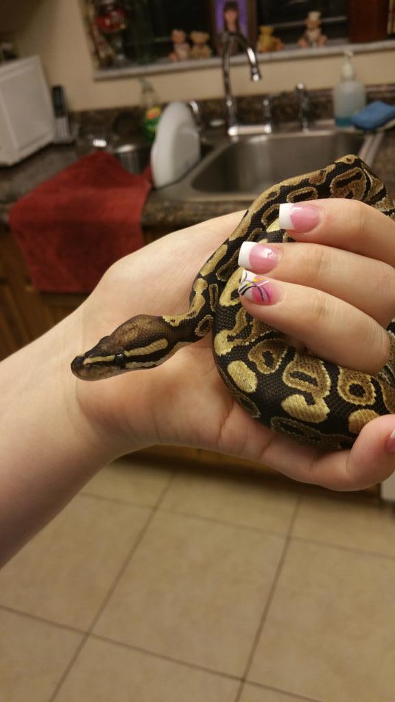 DeannaGuy92's tweet image. Tonto ❤😍😘
#VanillaBallPython #BallPythonsOfTwitter #7MonthsOld