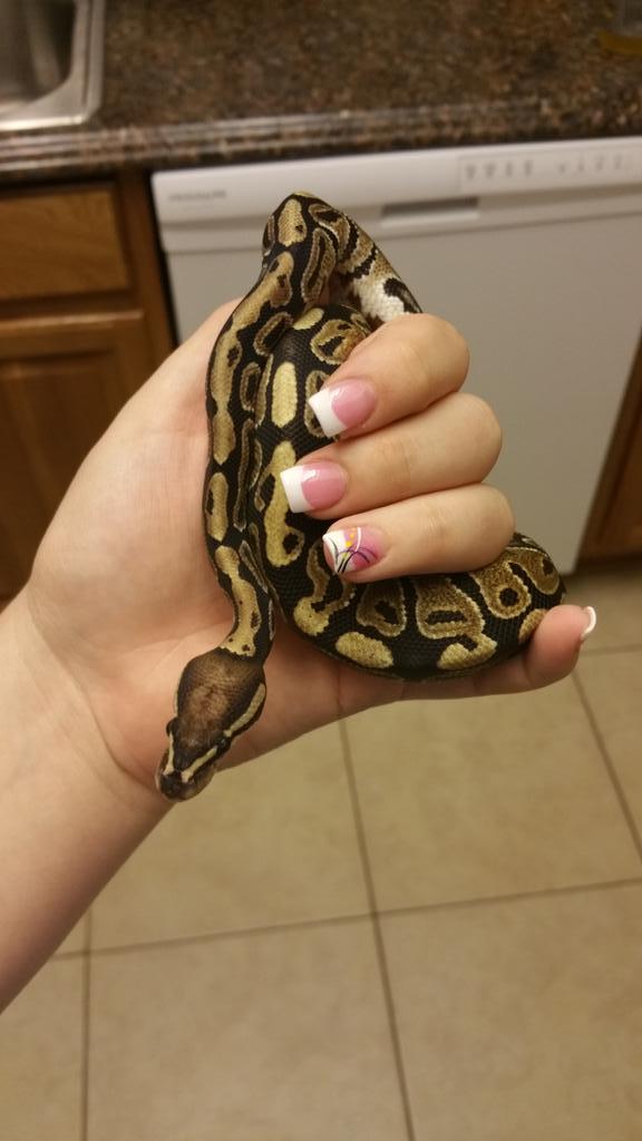 DeannaGuy92's tweet image. Tonto ❤😍😘
#VanillaBallPython #BallPythonsOfTwitter #7MonthsOld