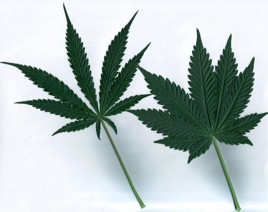 Sativa cannabis масло конопли в лечении рака