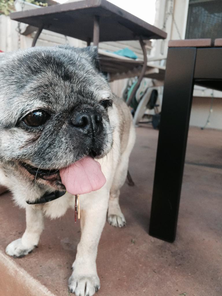 oldmanpug's tweet photo. Helping my dad do yard work! #grasscutter #YardWork #helperpug http://t.co/ffTLWKv9H4