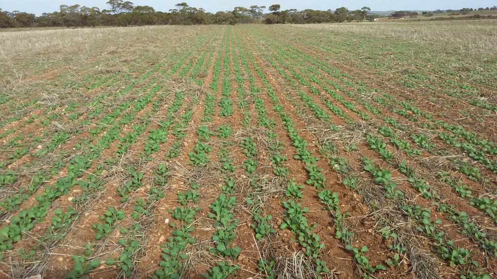 rootbootfarmer's tweet image. # stingray #pairedrow # rootboot 😉