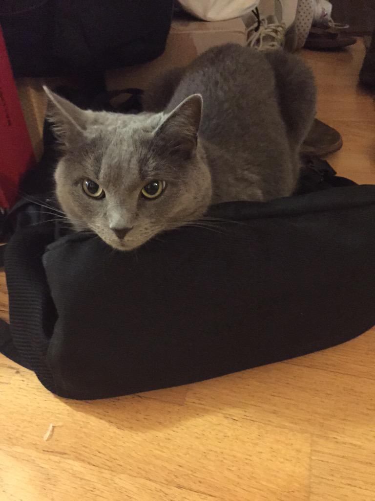 iamChenny's tweet photo. It's been one year since Pepper came home with me from @SPCAofTC !  Happy adoption day! http://t.co/pXvW6RzhII