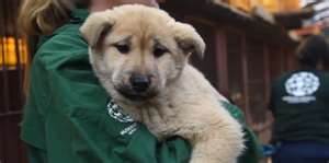 world_rescue's tweet photo. Preventing the 2015 Yulin Dog Meat Festival! To Save the Dogs, pls visit
http://t.co/UNQ68nj5fJ http://t.co/u5cczeyUh4