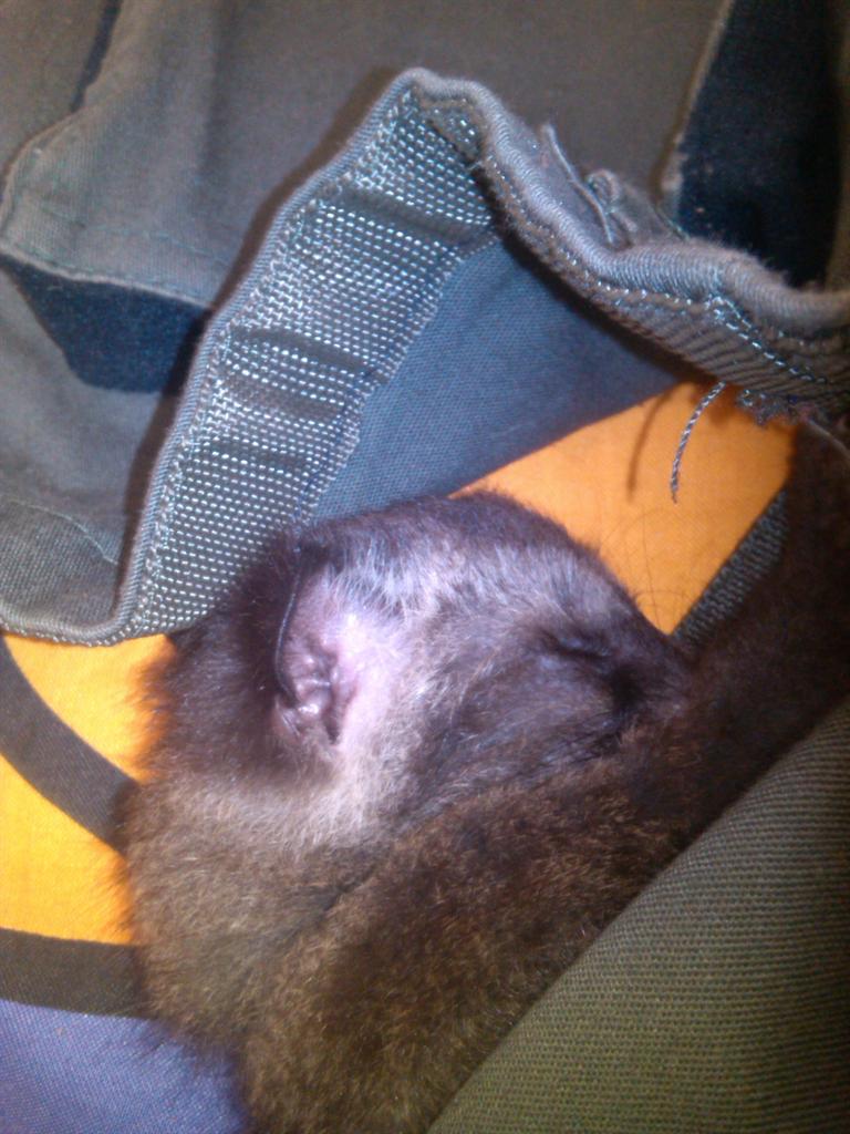 Lagi bobo nih hihi <a href="/MusangCianjur/">MusangCianjur</a> <a href="/_MusangBogor/">Bogor Musang Lovers</a> @CAREKANBOGOR  <a href="/Irwanirdi/">IRWAN IRDI</a> <a href="/MBC_Musang/">Musang Bandung</a> <a href="/MusangJakarta/">Musang Lovers JKT</a> Salam wangiiii