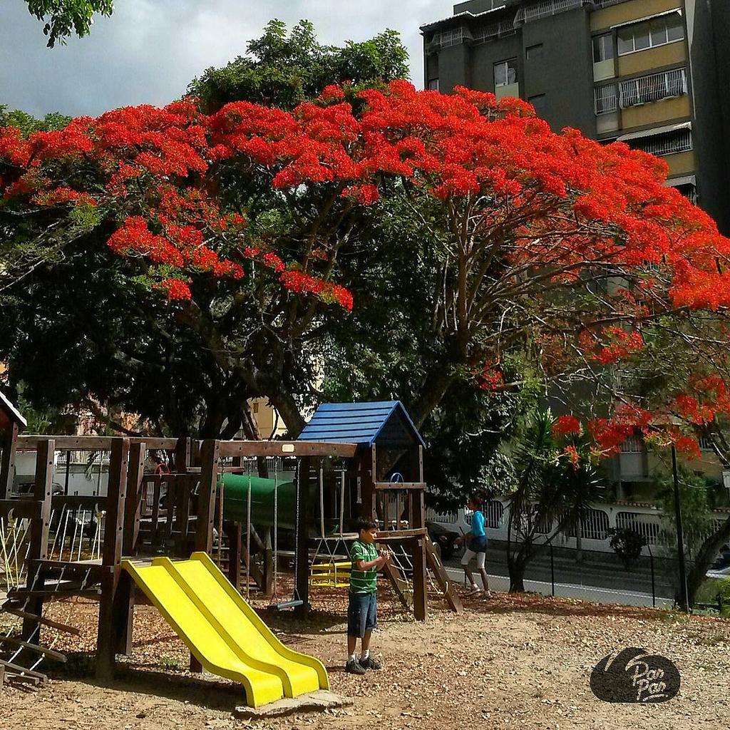 panpanccs's tweet photo. Hoy el #DíadelÁrbol nos encontramos con ésta belleza♥ #acacia
Inspirados x el, esta semana hornearemos #panpan007. http://t.co/JgrNNj88Ac