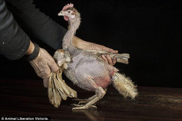 AnimalsAus's tweet photo. The horrific conditions inside an Australian egg farm revealed http://t.co/FlJujG7q1J  v/ @MailOnline http://t.co/O4zsE8ZYXD