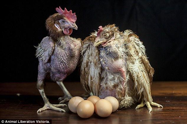 AnimalsAus's tweet photo. The horrific conditions inside an Australian egg farm revealed http://t.co/FlJujG7q1J  v/ @MailOnline http://t.co/O4zsE8ZYXD