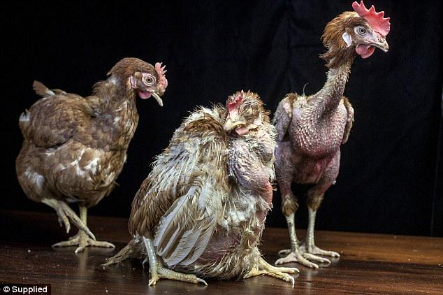 AnimalsAus's tweet photo. The horrific conditions inside an Australian egg farm revealed http://t.co/FlJujG7q1J  v/ @MailOnline http://t.co/O4zsE8ZYXD