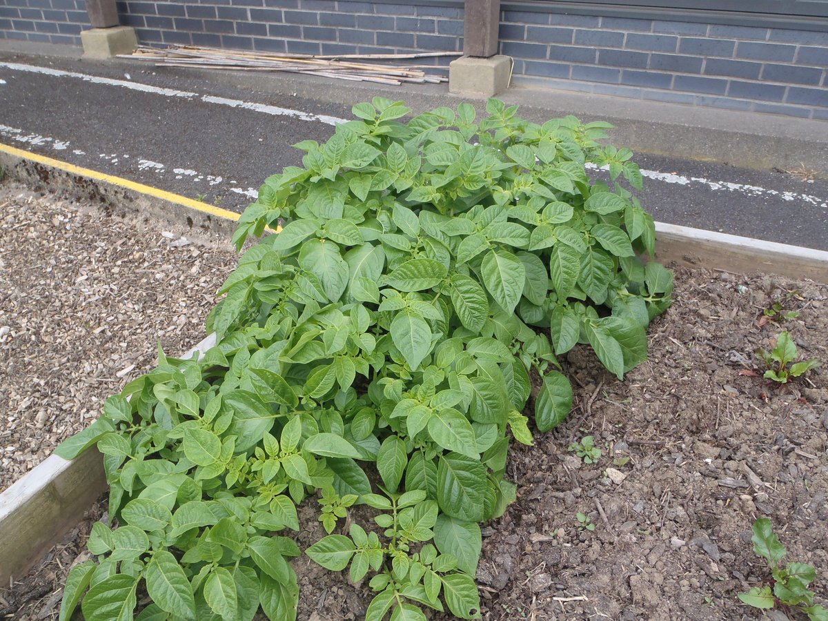 Springfield_Sch_Swad tweet media