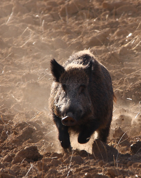 Buenos días a todos ,vamos a empezar semana y mes a ver que nos deparan #Soycazador vamos al lío