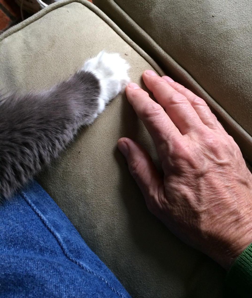 wingedvictorytx's tweet photo. A quiet Saturday afternoon. #design #homestye #cats http://t.co/hV3nGRCuYL