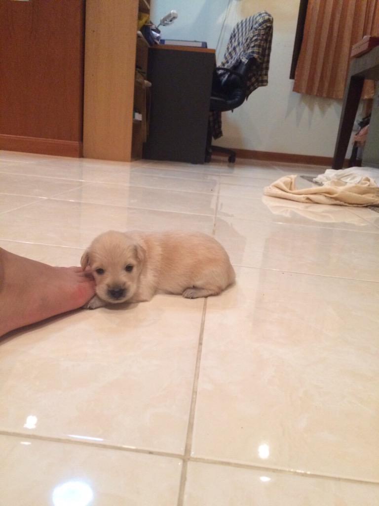 cchxgg's tweet photo. หมาของเพื่อนกูคือน่ารักมากกกกน่าเอามาขยำๆเล่น55555555 #ทาสหมา #กูจะไม่ยอมเห็นรูปนี้คนเดียว http://t.co/ob2IIvU1Do