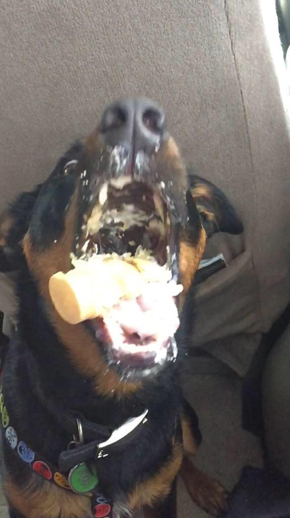 1 pic. If you're having a bad day here's a dog eating ice cream http://t.co/8ZtJPWtBBw http://t.co/RSdfrd8E6r