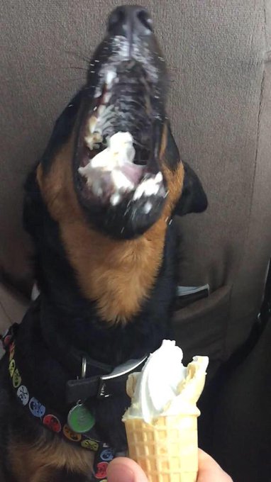 If you're having a bad day here's a dog eating ice cream http://t.co/8ZtJPWtBBw http://t.co/RSdfrd8E