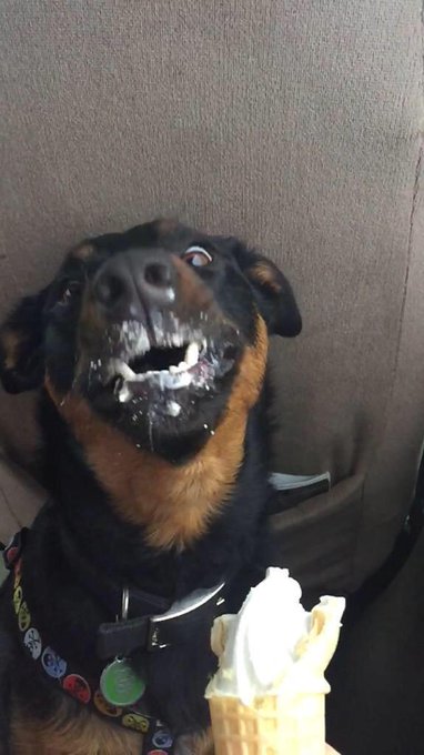 If you're having a bad day here's a dog eating ice cream http://t.co/8ZtJPWtBBw http://t.co/RSdfrd8E