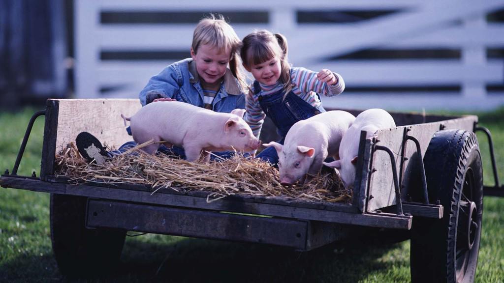 FGoliviamidgley's tweet photo. Interesting research showing how much school children know about food production http://t.co/SJlRQB1sYH http://t.co/k34mh08lMh