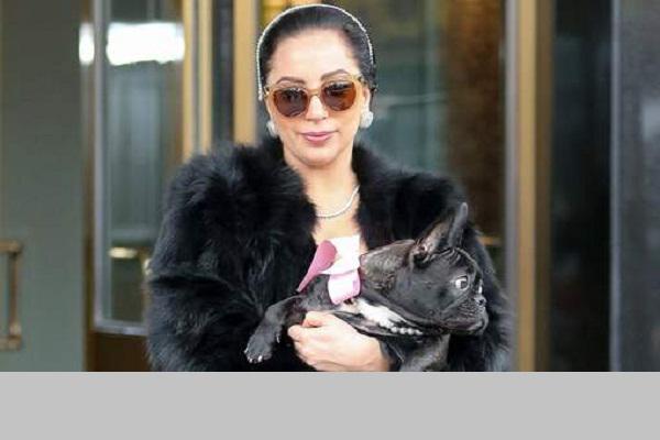 RGWomen's tweet photo. @ladygaga se lance dans la #mode pour chien : vêtements, nourritures et accessoires seront au RDV http://t.co/nunyaN6L6r