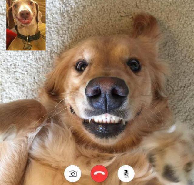 CelebrationOfDogs tweet media