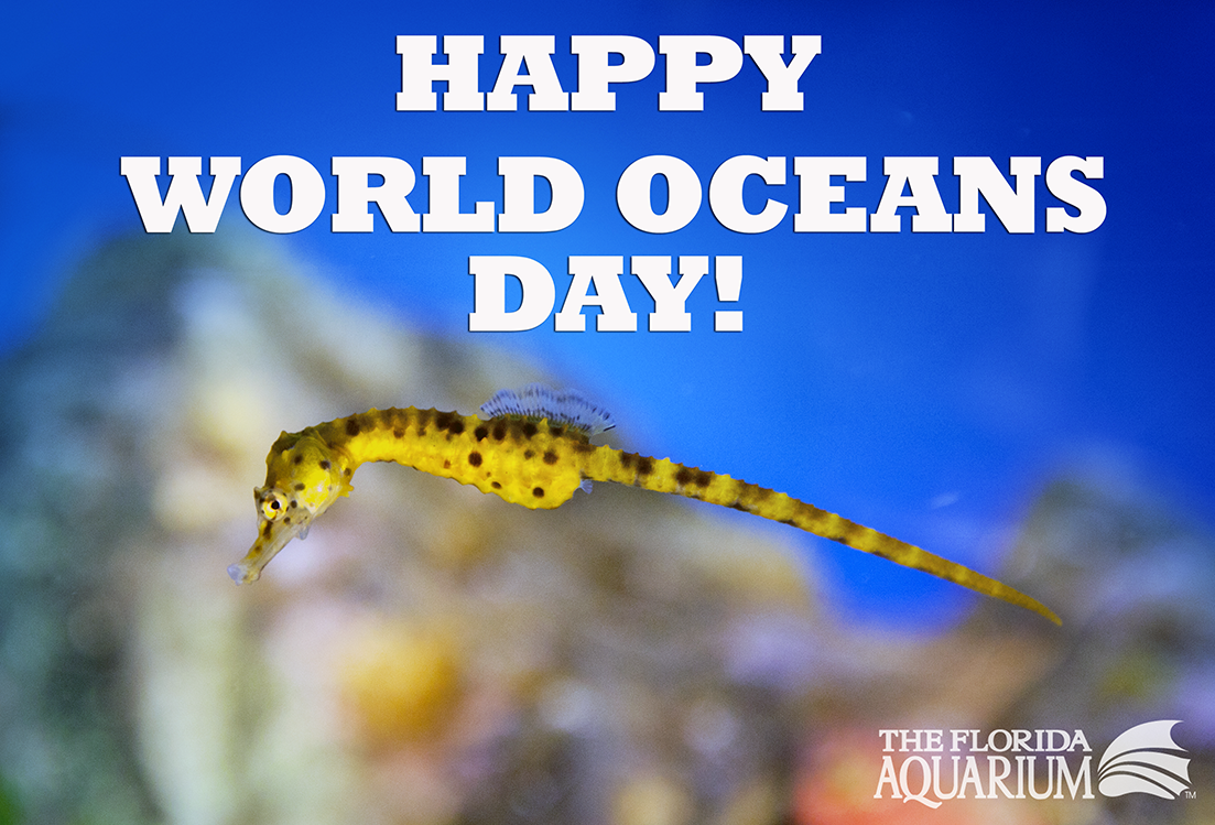 Happy #WorldOceansDay! Learn how to help keep oceans healthy and thriving from our blog! bit.ly/1AXXhwM
