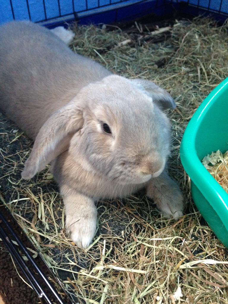 We now have the it'll be alright' ep on CD and Vinyl! Here's band mascot Ralph looking super excited about this news.