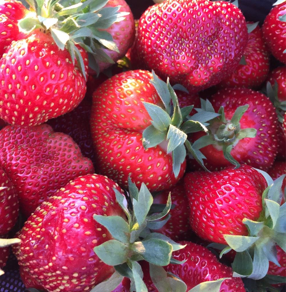 Carlson Orchards tweet media