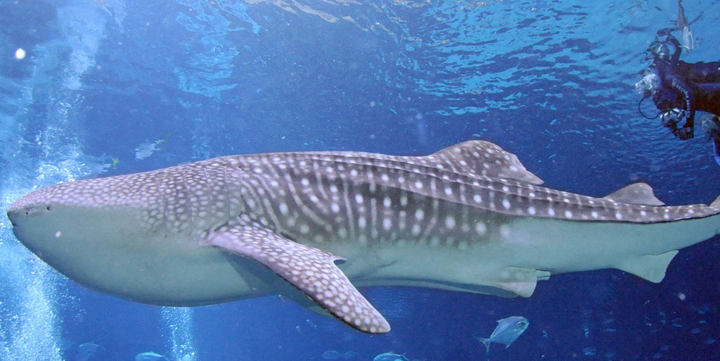DiscoveryUK's tweet image. NEWS: how whale sharks are helping veterans find peace and tranquility: bit.ly/1MARmiB