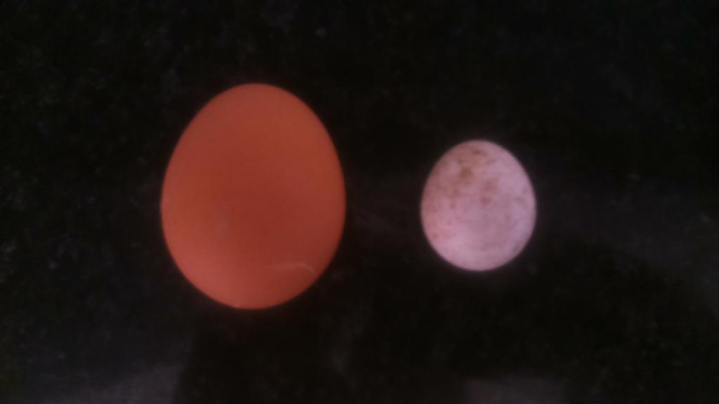 beardybirder's tweet image. Not random astronomy; an addled roller egg alongside one from a chook. #rollerresearch #nevermakeanomelette