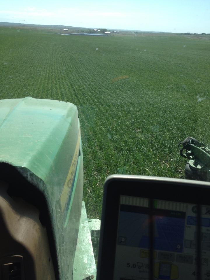 Considering no moisture for 5 weeks and 3 hard frosts, barley looks good, but needs rain soon